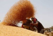 Photo of भोपाल समेत चार संभागों में गेहूं खरीदी आज से, BJP नेता करेंगे किसानों का स्वागत