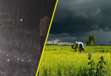 Photo of हरियाणा में फिर बारिश -आंधी का अलर्ट, किसानों की बढ़ी परेशानी…