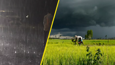 Photo of हरियाणा में फिर बारिश -आंधी का अलर्ट, किसानों की बढ़ी परेशानी…