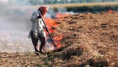 Photo of हरियाणा: गेहूं के फाने जलाने के मामलों ने तोड़ा 5 साल का रिकॉर्ड