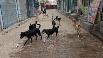 Photo of Delhi: राजधानी में कुत्तों का आतंक बढ़ता गया, सिस्टम की तैयारी फाइलें ‘चाटती’ रही…
